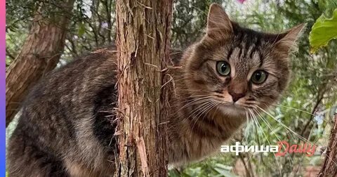 Около коте