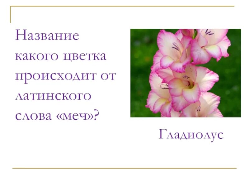Гладиолус рассказ для 2 класса окружающий. Слово гладиолус. загадка про гладиолус. загадка про гладиолус для детей. гладиолус словарное слово.