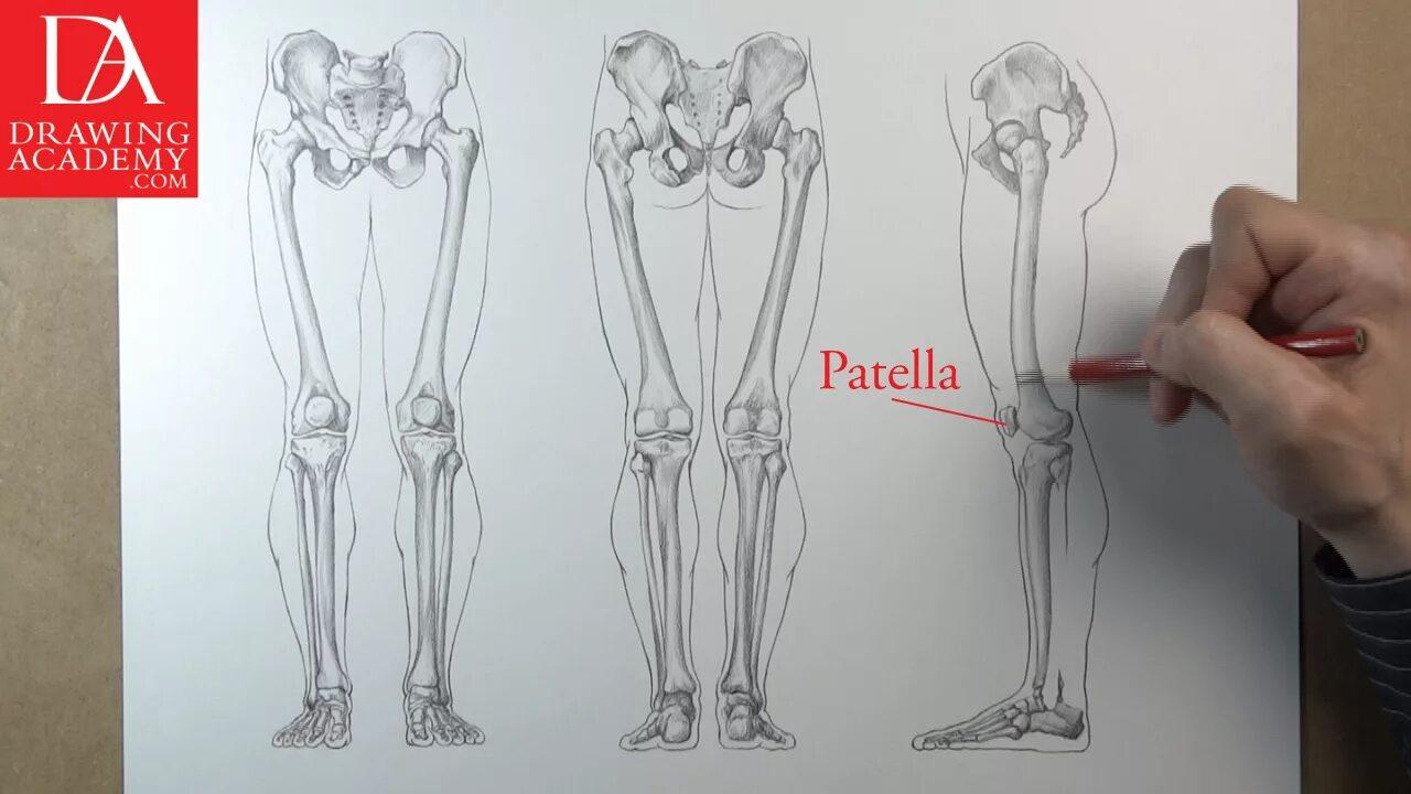 Нижние конечности тела. Анатомия ноги кости. Кости ног референс. Зарисовки костей ног. Кости нижней конечности.