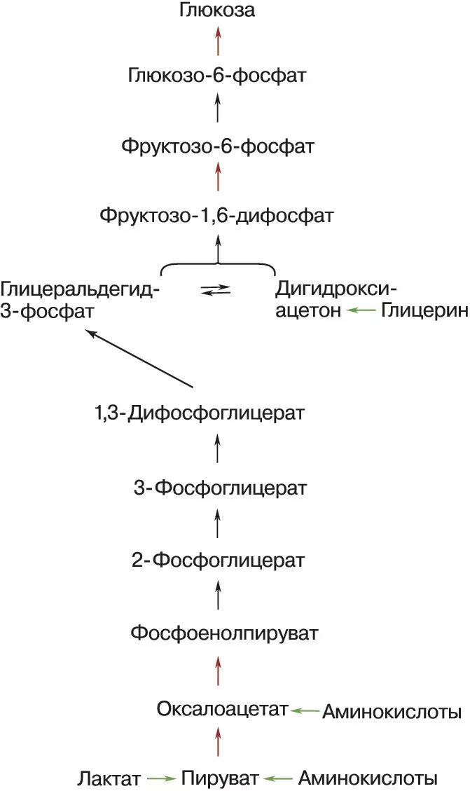 Образования глюкозы в печени. Биосинтез Глюкозы глюконеогенез. Глюконеогенез из лактата схема. Синтез Глюкозы из молочной кислоты глюконеогенез. Схема глюконеогенеза из молочной кислоты.