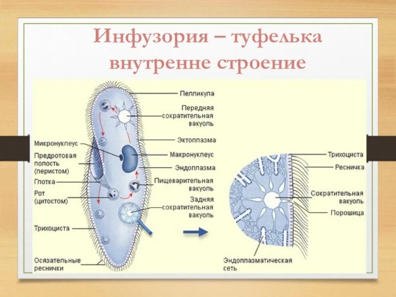 Строение и функции инфузории туфельки. Инфузория-туфелька это бактерия. Инфузория туфелька строение. Строение инфузории туфельки. Инфузория туфелька структура