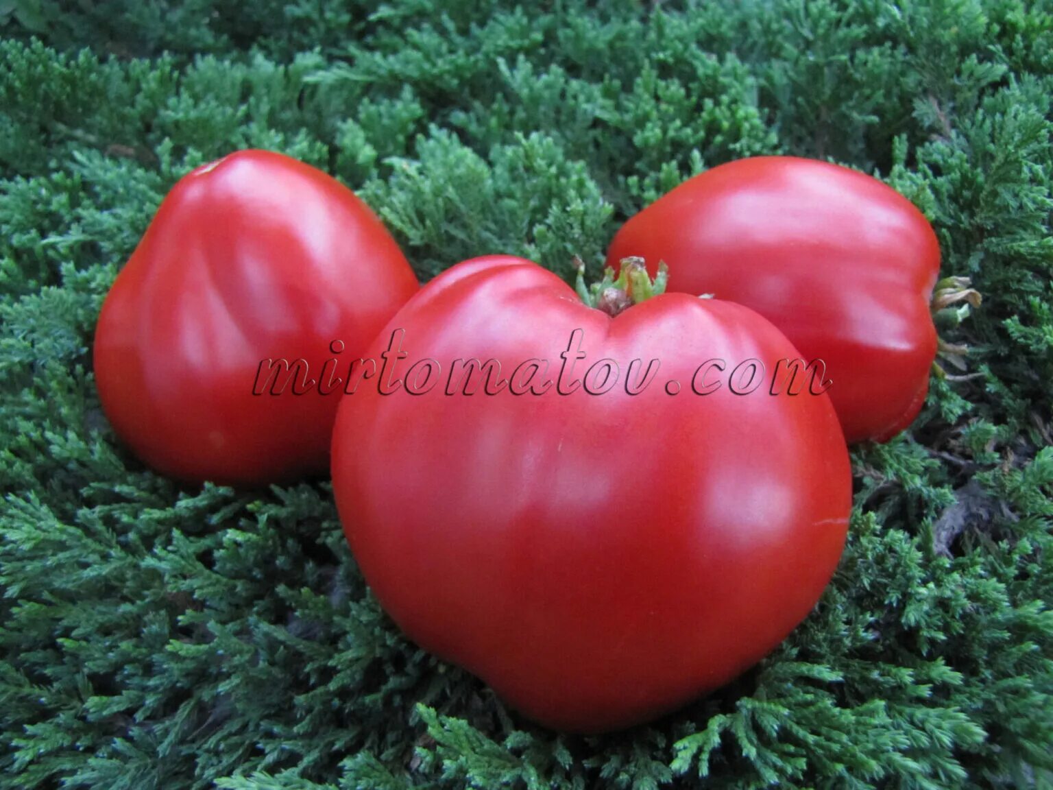 Томат homer's german oxheart. Томат немецкое сердце гомера. Томат немецкое сердце. Томат немецкое сердце. Томат немецкое сердце гомера.