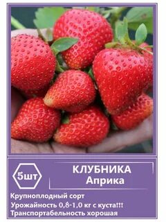 Клубника априка урожайность