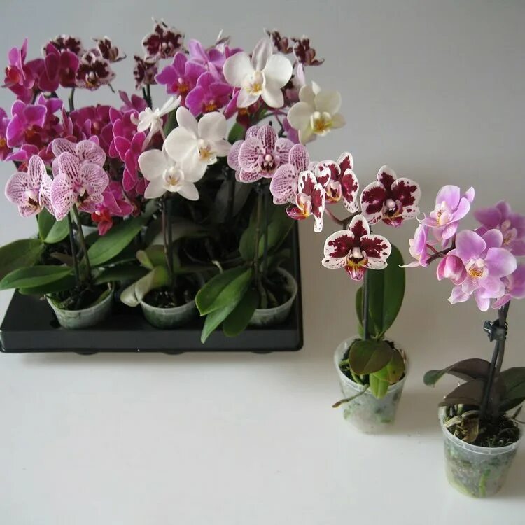 Phalaenopsis Mini - Little Lady (Storczyk Mini) - YouTube
