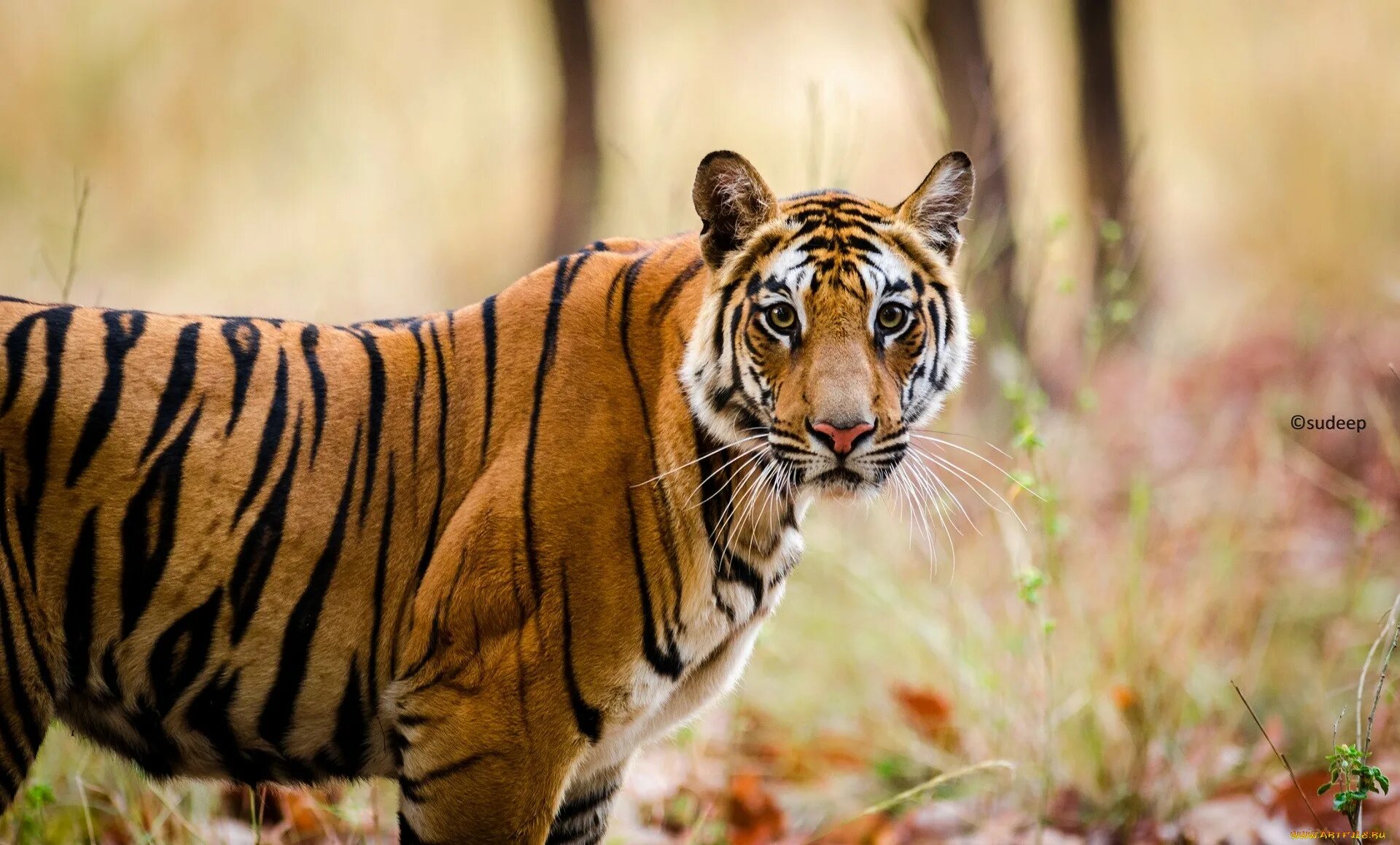 Бенгальский тигр. Бенгальский тигр тигр. Бенгал тигровый. Полосатый тигр. Бенгальский тигр подвид тигра