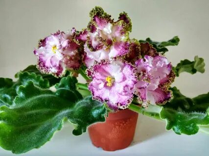 Фиалки фото сорт ле
