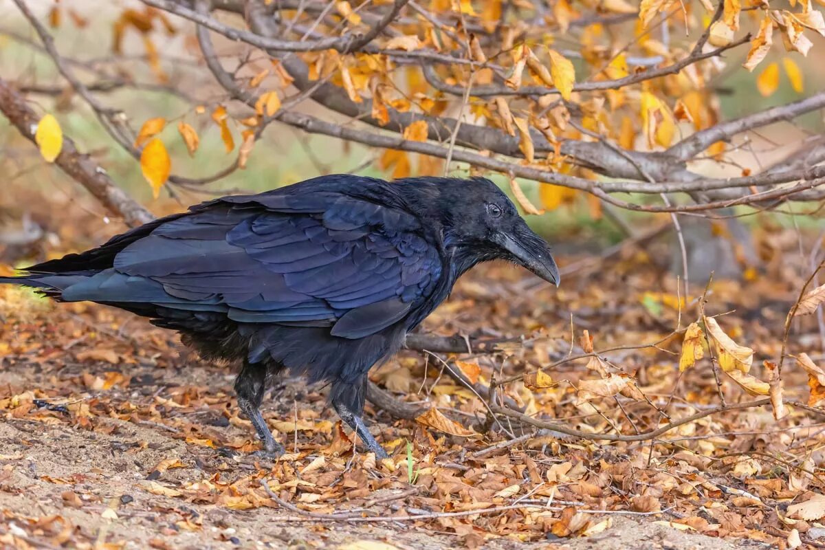 Во́рон Corvus Corax. Черный ворон Corvus Corax. Corvus Corax птица. Тибетский ворон. Где обитает ворона обыкновенная