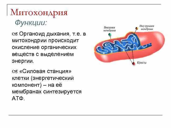 Органелла энергетическая станция клетки. Митохондрия процесс. Что происходит в митохондриях. АТФ В митохондриях.