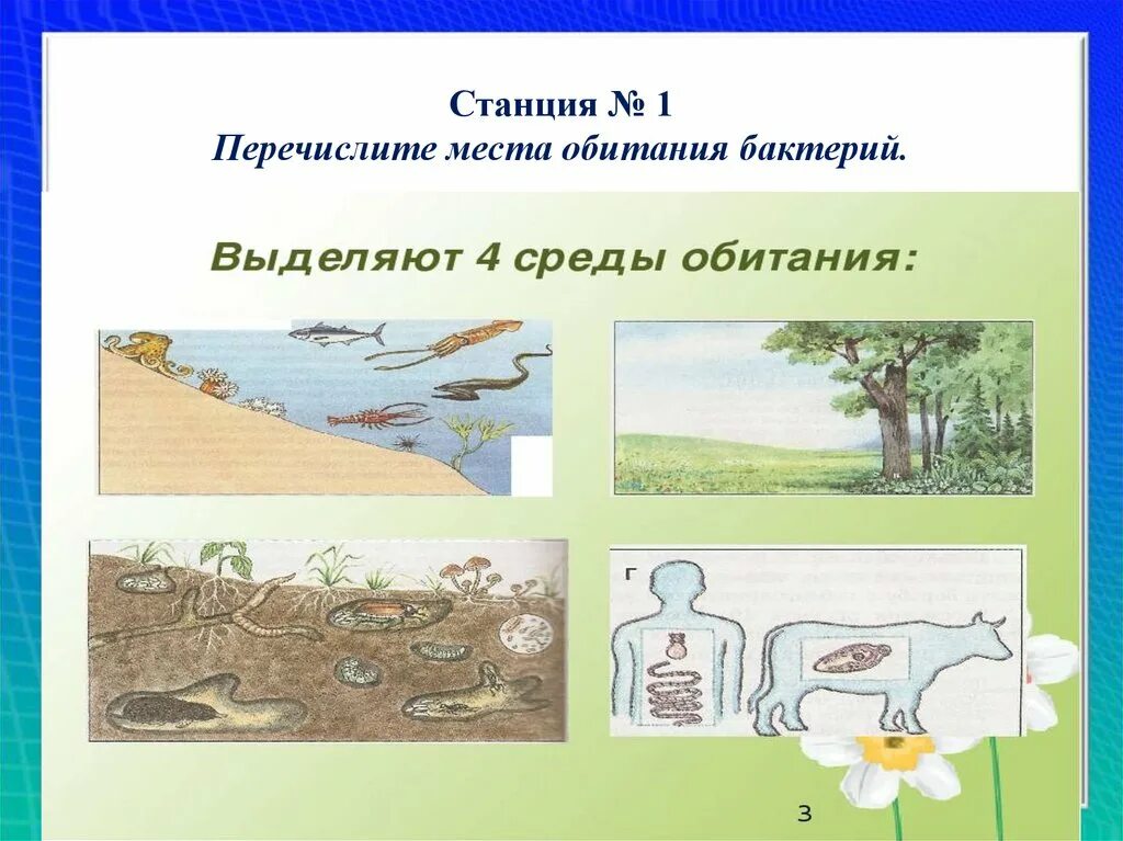 Местообитание бактерий. Места обитания бактерий презентация. Место обитания микроорганизмов. Место обитания микроорганизмов. Места обитания микроорганизмов.