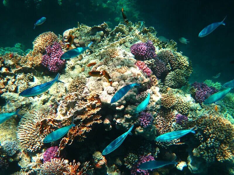 Коралловый риф в шарм эль шейхе. Красота красного моря. Коралловый риф хургада. Коралловые рифы красного моря в египте. Коралловый риф хургада.