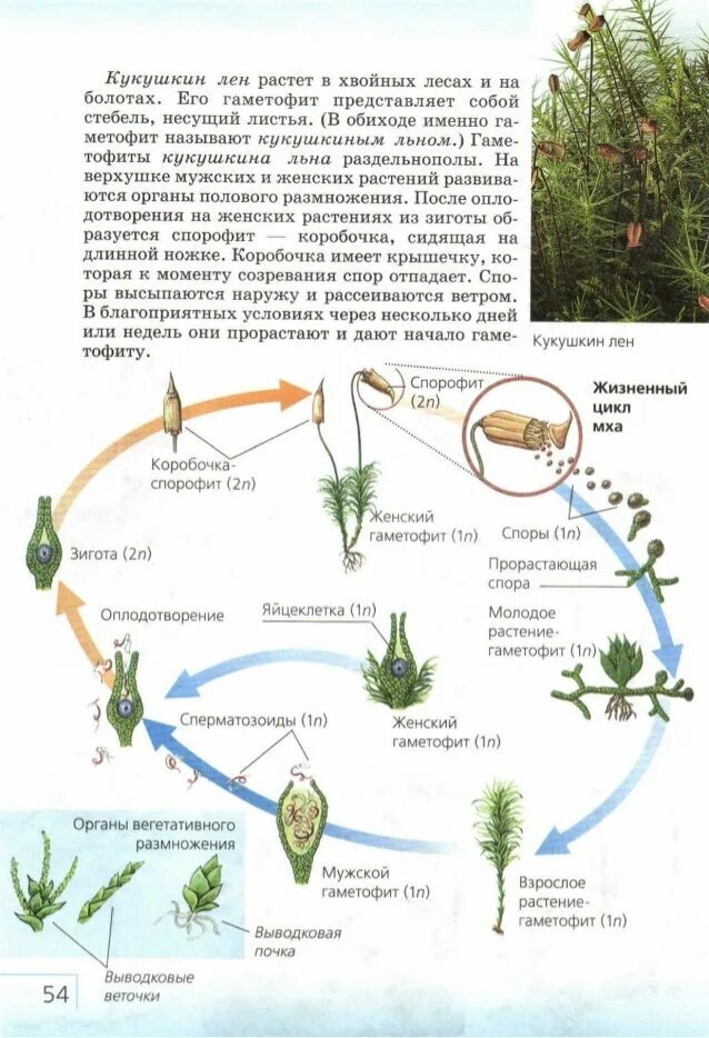 Цикл развития мха Кукушкина льна. Жизненный цикл Кукушкина льна схема. Жизненный цикл мха Кукушкин лен схема. Цикл моховидных схема. Из чего образуется спорофит