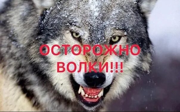 Осторожно лес. Осторожно волк. Табличка осторожно волки. Осторожно волки. Осторожно волк.