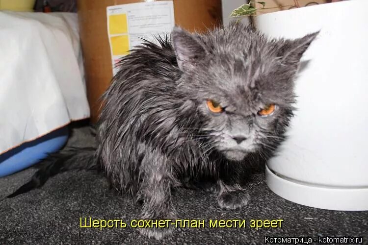 Мстя картинки