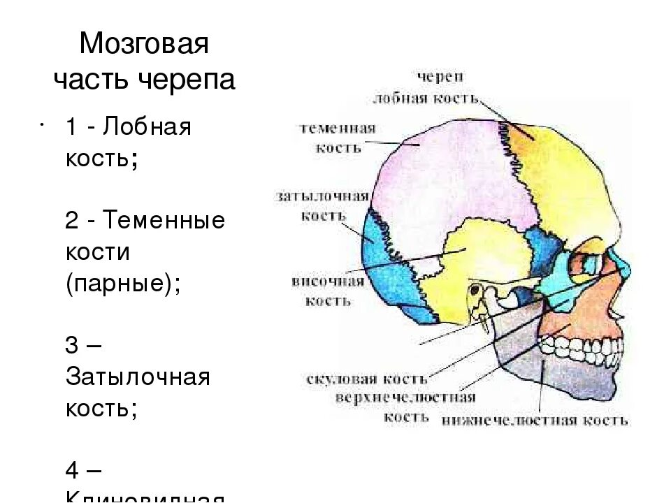 Какие кости относятся к височным. Кости мозгового отдела черепа. Теменная кость черепа строение. Скелет головы мозговой отдел кости. Мозговой череп анатомия строение.