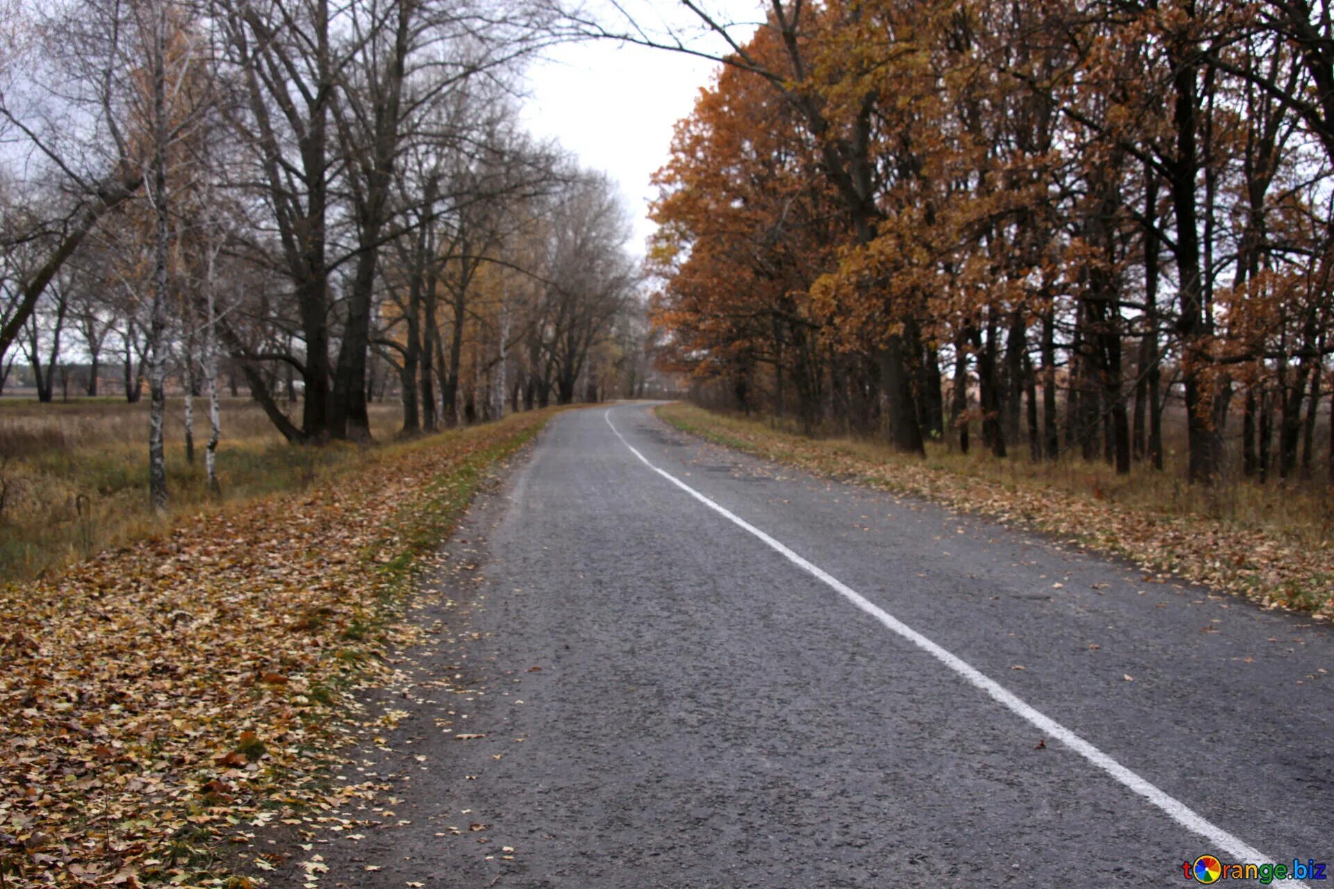 Lane road. Однополосная дорога. Осень трасса. Дорога однополосная осень. Дорога осень асфальт.