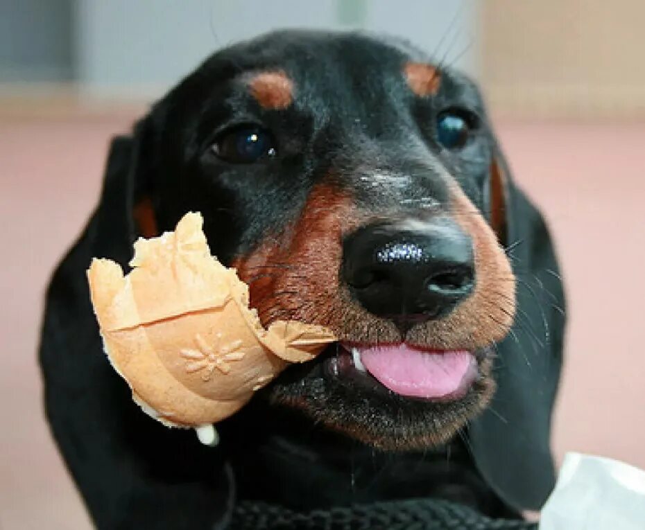 Хитрая такса. Таксы еда дзен. Таксы еда дзен. Таксы еда дзен. Таксы еда дзен.