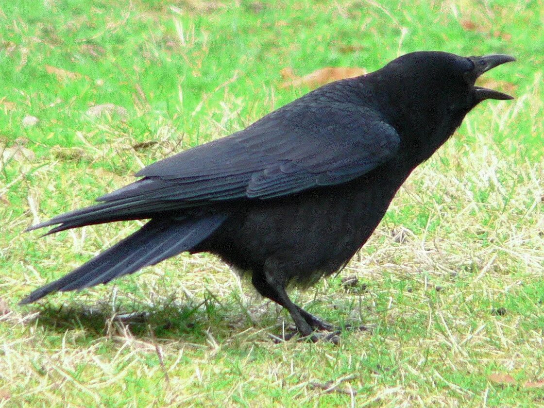 Corvus caurinus. Corvus brachyrhynchos. Ворона каркает. Ворон каркает.