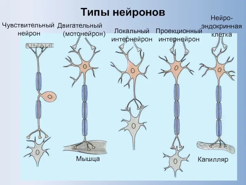 Вставочные нейроны классификация. Виды двигательных нейронов. Анатомия нервной клетки типы нейронов. Виды двигательных нейронов. Виды нейтронов по локализации.
