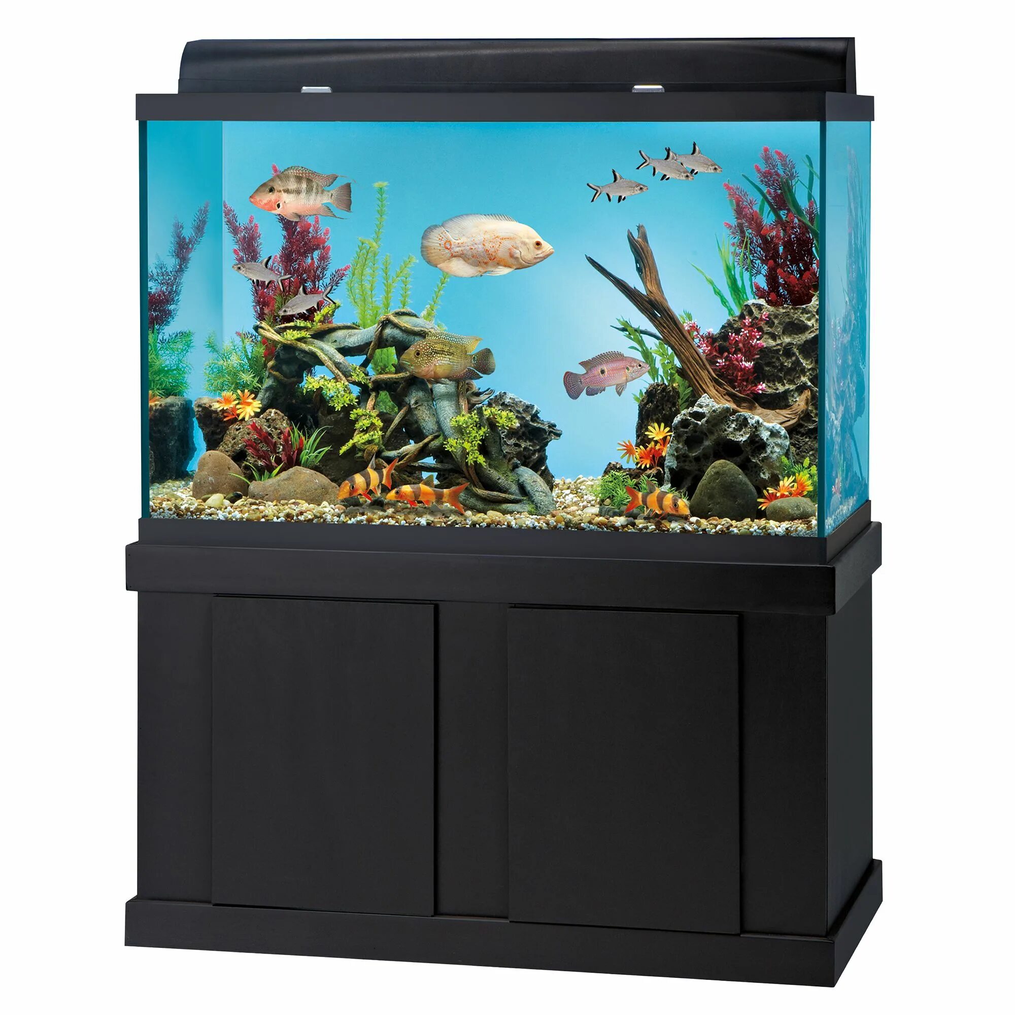 Аквариум Atman куб. Ar 580 аквариум. Аквариум 1000х450х670. 20 Gallon long Aquarium Kit. Купить рыбок в омске