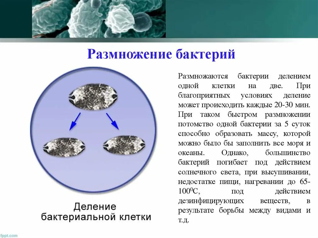 Размножение бактерий примеры. Размножение бактерий. Размножение микроорганизмов. Благоприятные условия для бактерий. Размножение клеток бактерий.