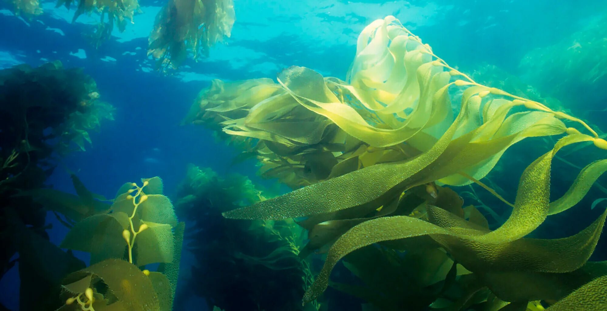 Бурые водоросли ламинария. Бурые водоросли макроцистис. Водоросли ламинария. Ламинария в холодных морях можно встретить. Морские водоросли ламинария.