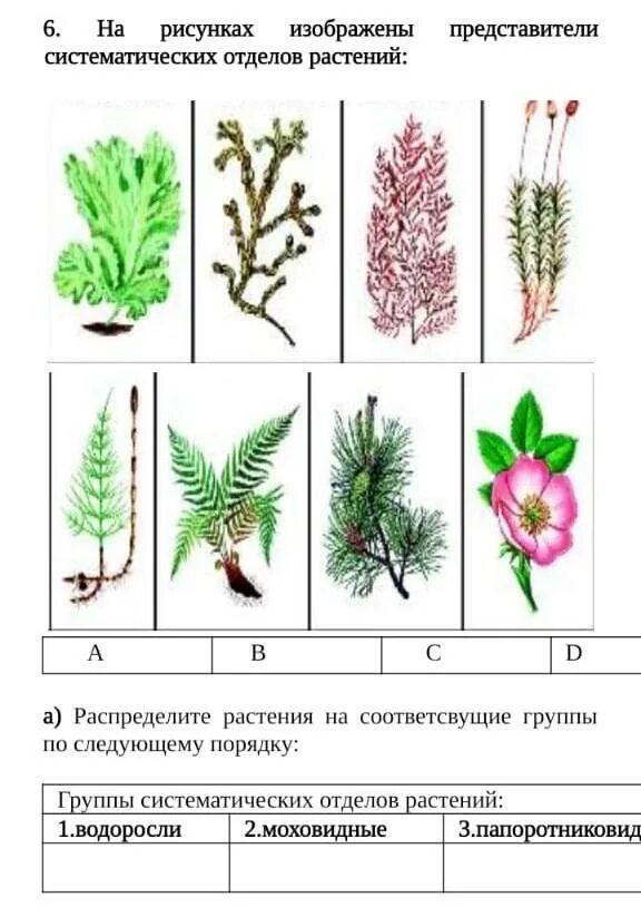 Какие отделы растений показаны на рисунке