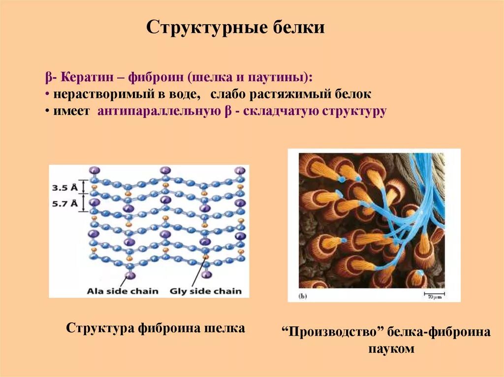 Фиброин шелка структура. Кератины белки биохимия. Кератин белок вторичной структуры. Фиброин шелка структура белка.