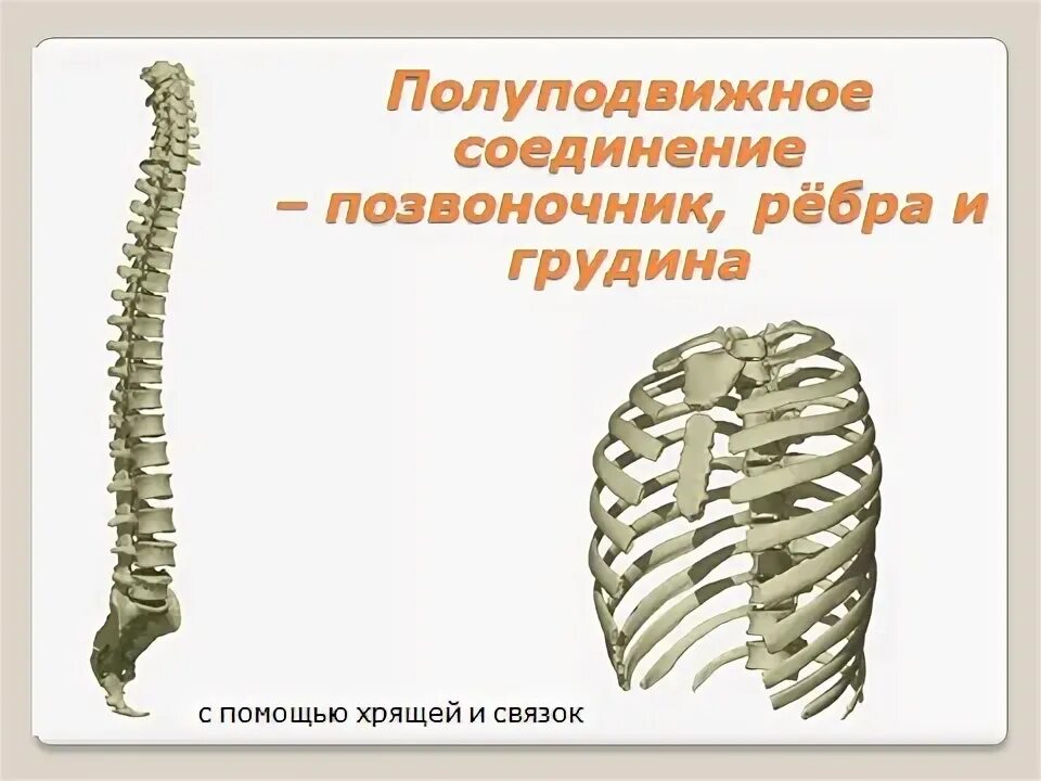 Соединение 8 9 10 ребер между собой. Соединение 8 9 10 ребер между собой