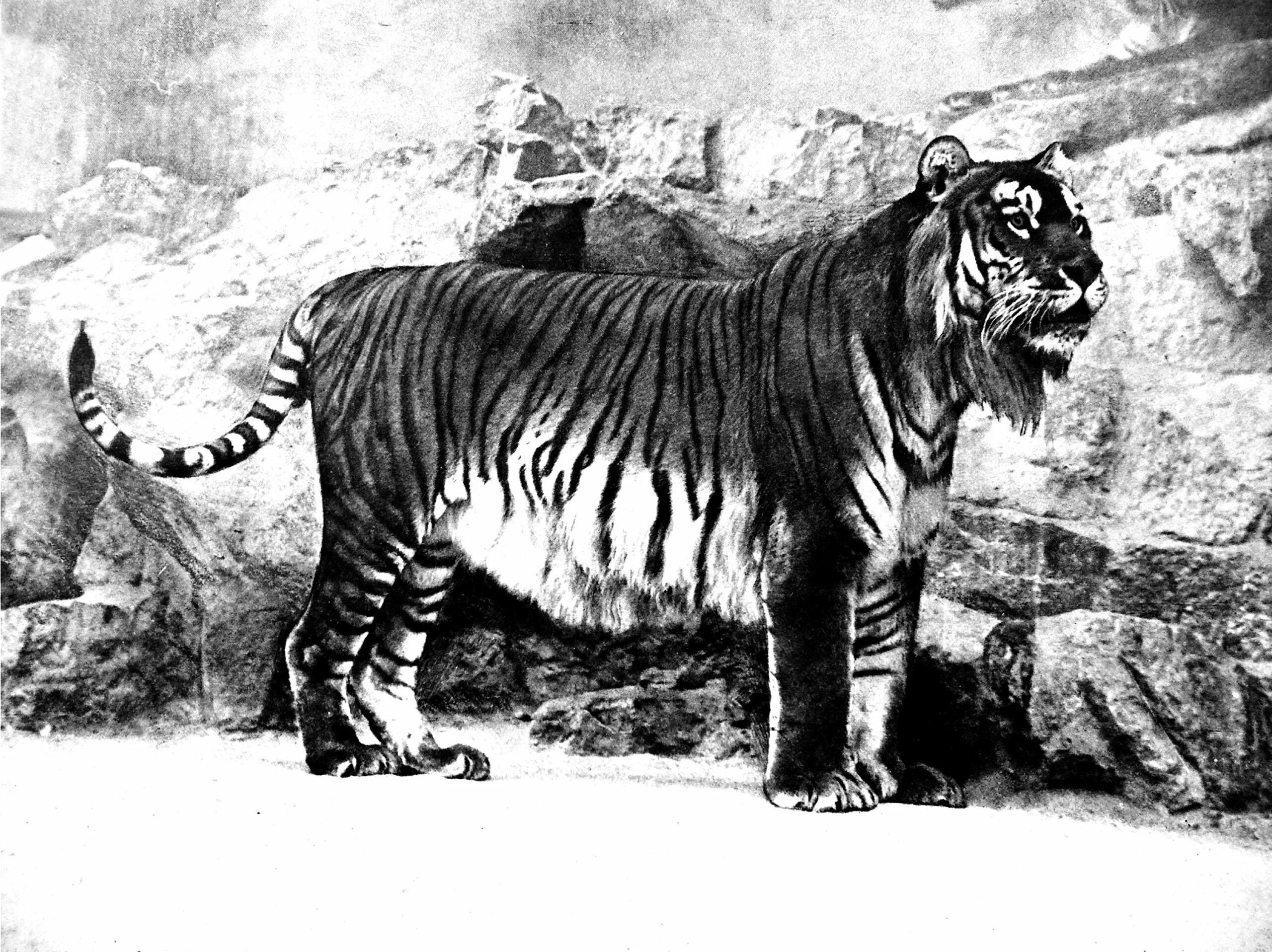 Исчезнувшие виды животных по вине человека. Туранский (Каспийский) тигр. Закавказский тигр. Туранский тигр вымерший вид. Туранский, или Закавказский тигр.