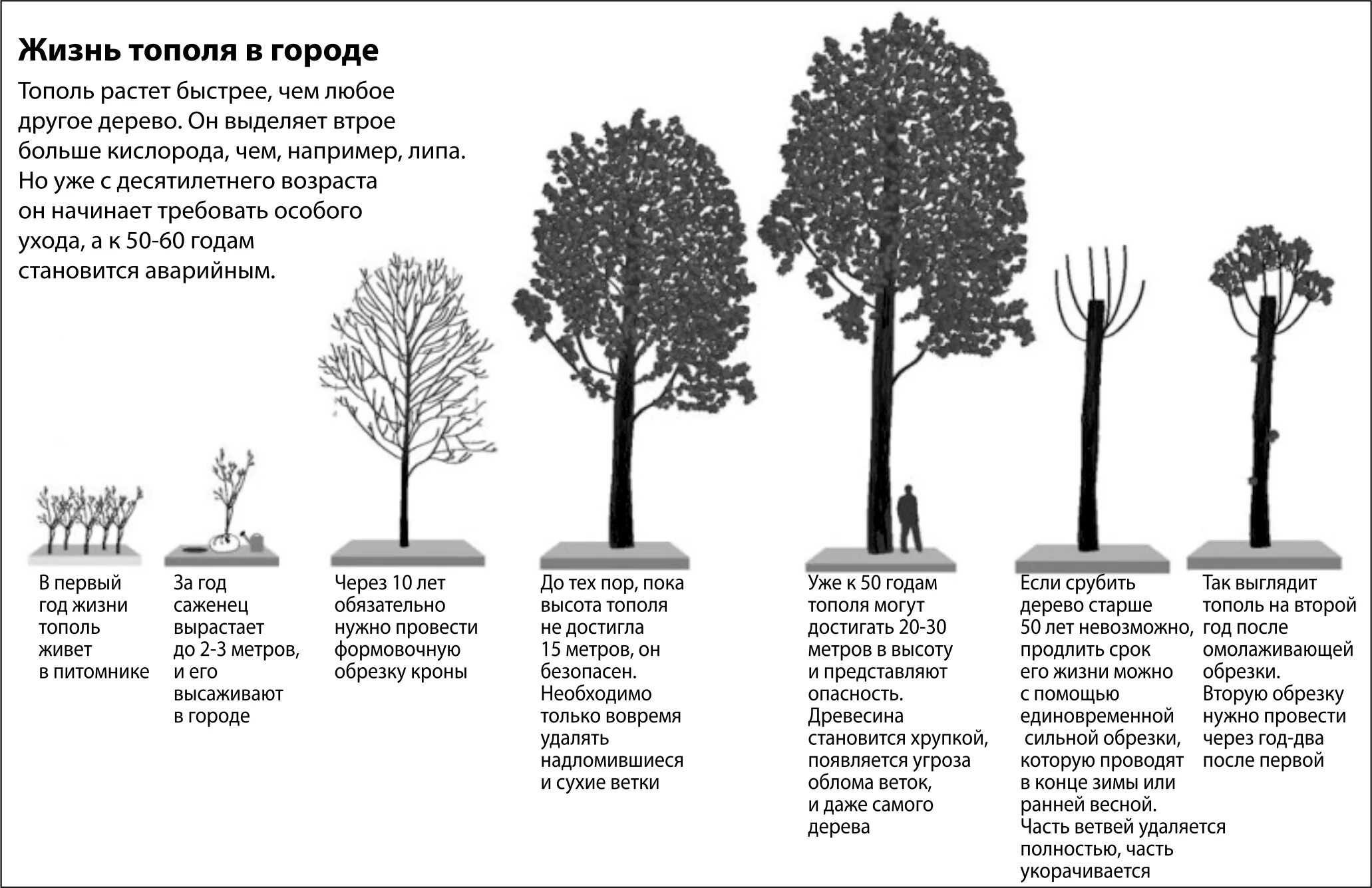 Почему не растешь в высоту. Тополь диаметр высота дерева. Тополь серебристый ширина кроны. Тополь пирамидальный диаметр кроны. Омолаживающая обрезка тополей.