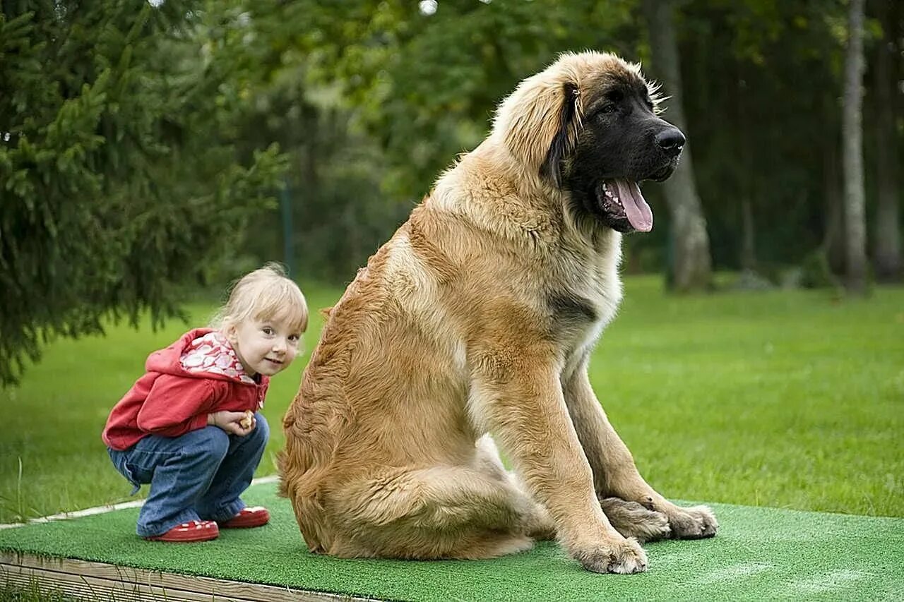 Покажи крупные собаки