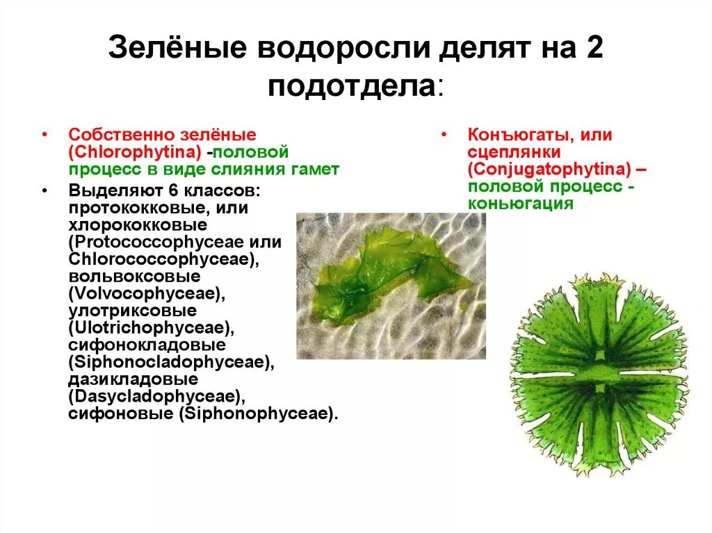 Низшие зеленые водоросли. СЦЕПЛЯНКИ водоросли систематика. Зелёные водоросли. Собственно зеленые водоросли. Зеленые водоросли делятся на.