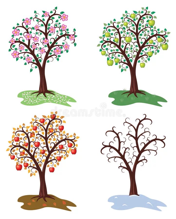 Яблоня в разные времена года. Рисование яблони зимой для детей. Яблоня в цвету дерево для распечатывания. Весеннее дерево яблоня для детей.