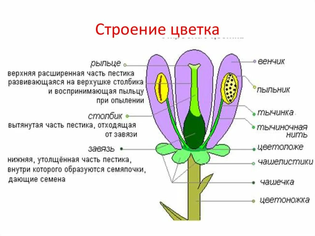 Поперечный срез завязи пестика лилии под микроскопом. Строение пестика цветковых растений. Пестик состоит из 6 класс биология. Строение завязи пестика. Строение цветка и его функции.