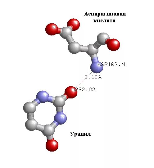 Аспарагиновая кислота кислота. Аспарагиновая кислота классификация. Получение аспарагиновой кислоты. L аспарагиновая кислота.