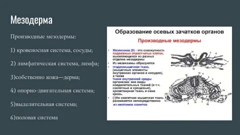 Половая система мезодерма