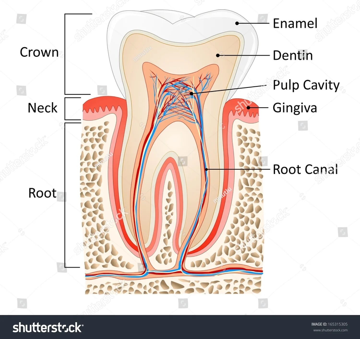 117 759 рез. по запросу "Anatomy of the tooth" - изображения, стоковые фотографи