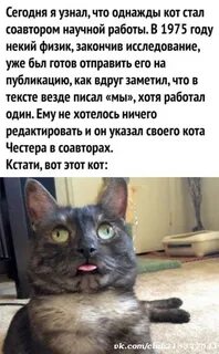 Что стало с котом