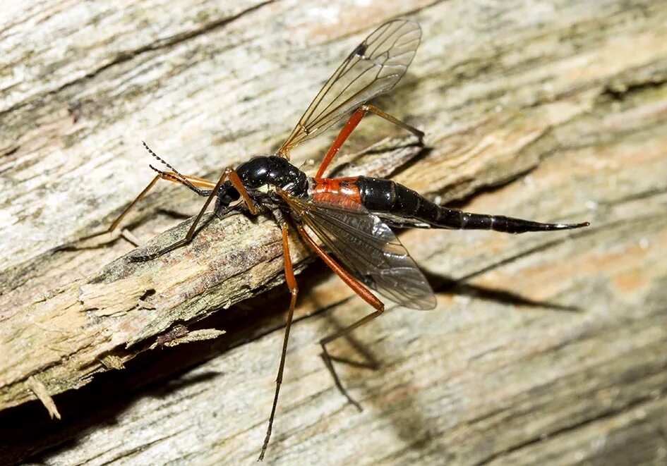 Оранжевый комар. Tanyptera atrata самец. Долгоножка лаково-черная (Tanyptera atrata).. Черное летающее насекомое. Крылья комара.