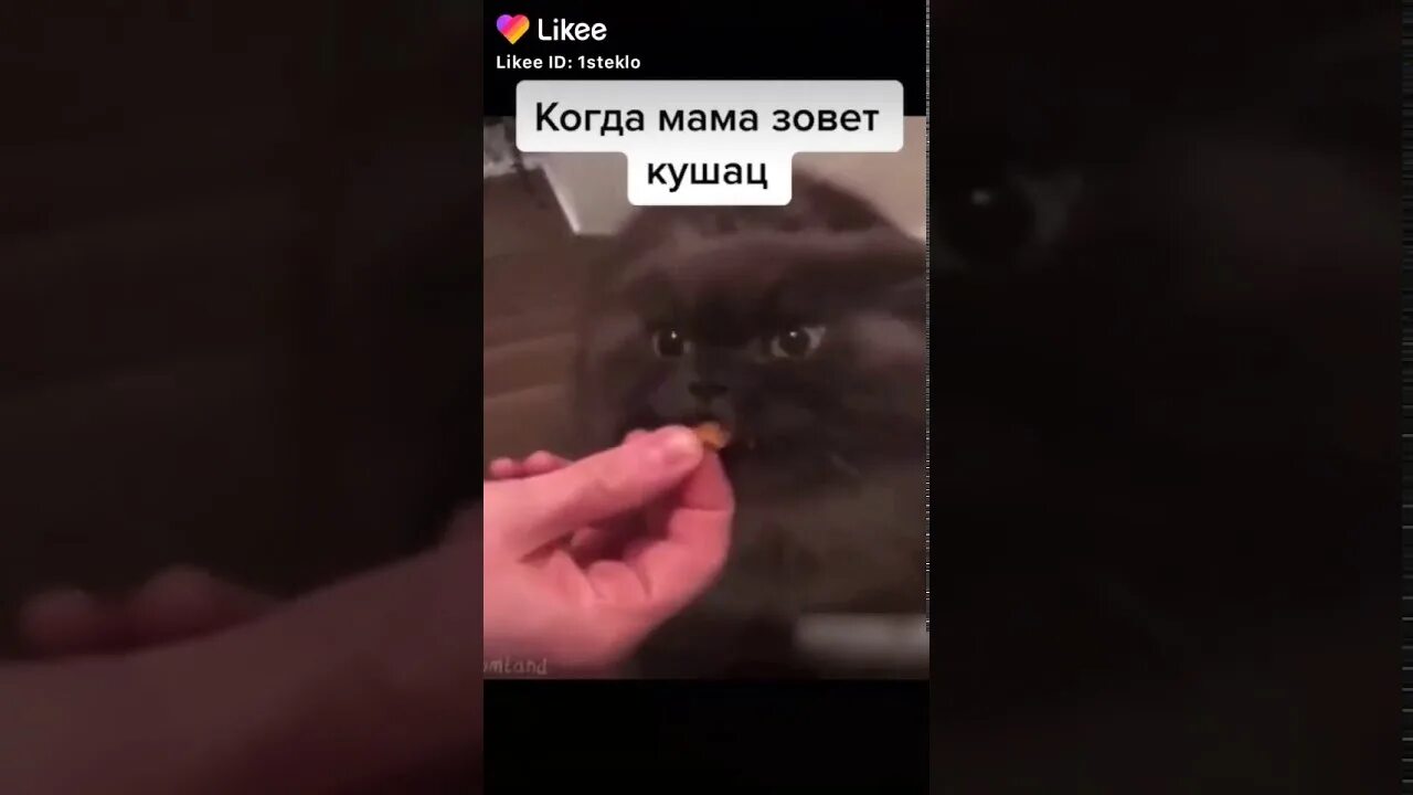 Кушац что это. Кушац кот. Хочу кушац кот. Неси кушац. Кушац кушац кот Салем.