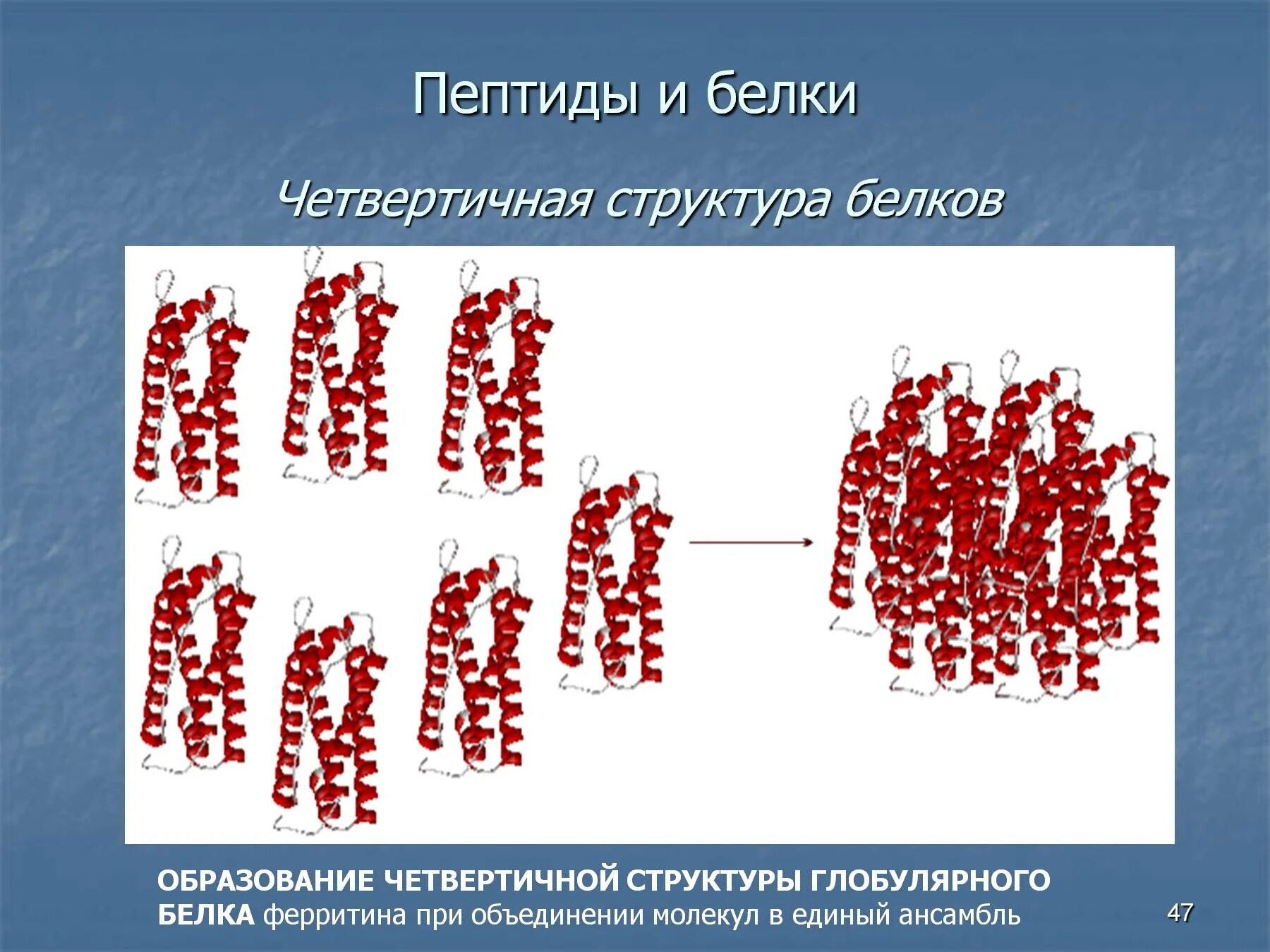 Полипептид это белок. Белок полипептид. Пептиды и белки. Пептиды белка. Образование четвертичной структуры белка ферритина.