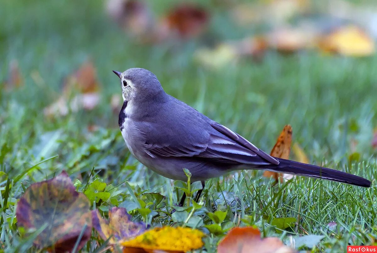 маленькие птички. клюв колибри. ракетохвостый колибри. птичка невеличка носиком. калипта коста.