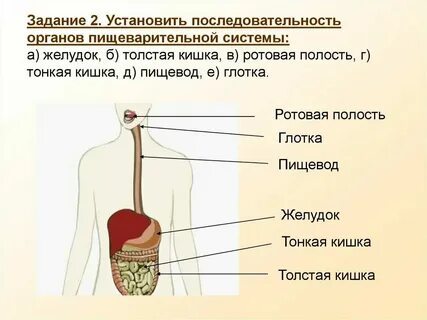 Последовательность ротовой системы