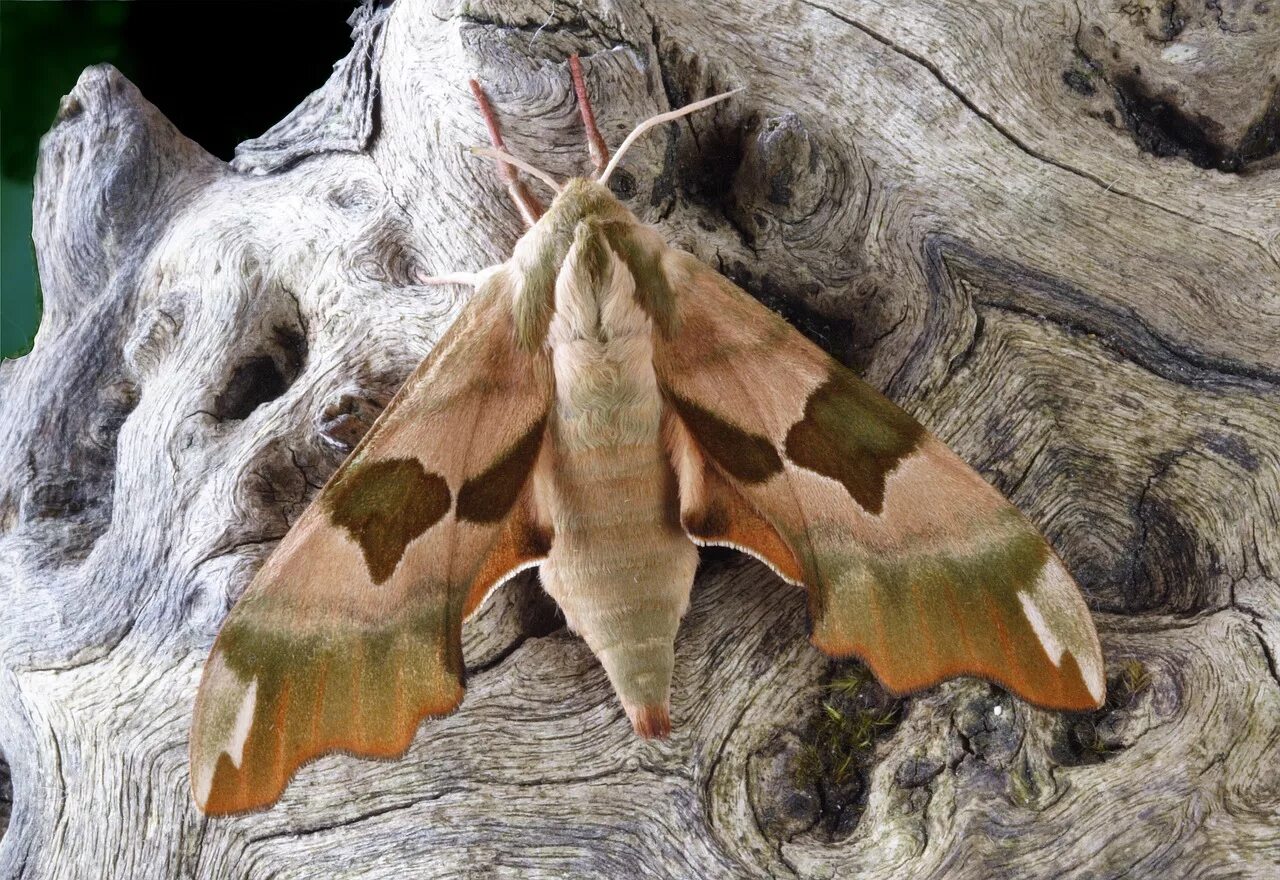 Шелкопряд арк. Чешуекрылые бабочки моли мотыльки. Чешуекрылые ночные бабочки. Ночная бабочка волнянка. Мотылек ночная бабочка чешуйчатокрылая.