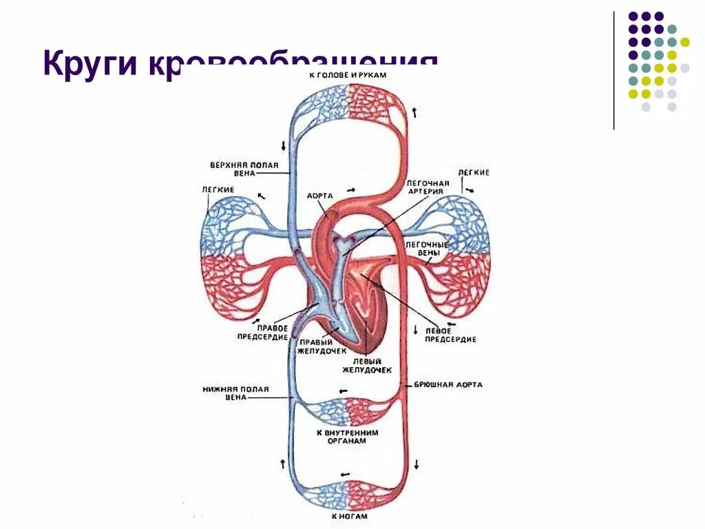 Конец большого круга. Круги кровообращения схема малый круг. Схема большого и малого круга кровообращения человека. Большой круг кровообращения схема. Схема большого круга кровообращения рисунок.