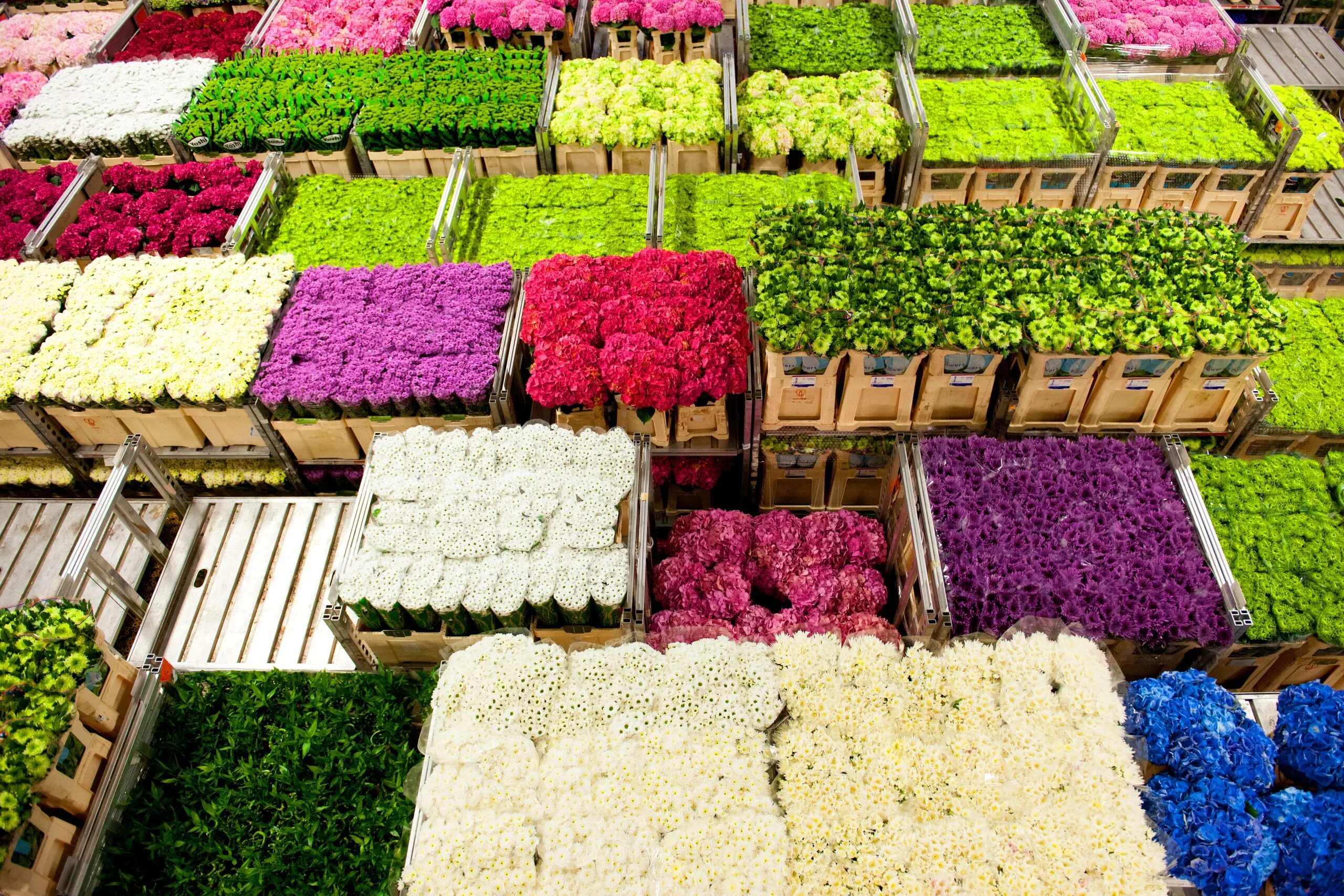 Закупки растений. Цветочный аукцион FLORAHOLLAND В Голландии. Голландия Алсмер. Склад цветов.