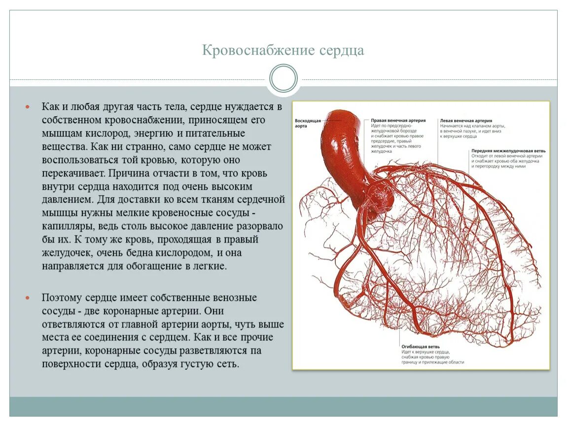 Строение артерии сердца и сосудов. Кровоснабжение сердца коронарные артерии стенки. Венечные сосуды снабжают кровью. Коронарные артерии сердца что кровоснабжают.