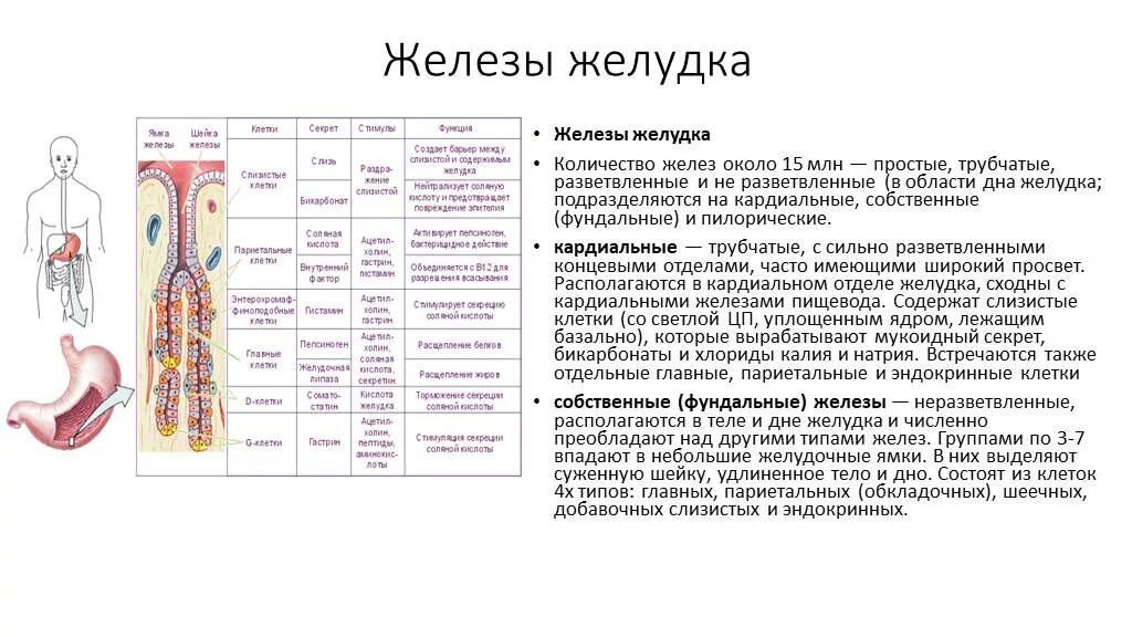 Клетки железы желудка и их функции. Строение и функции желёз желудка. Пилорические железы желудка клетки. Пилорические железы функции. Строение желез желудка