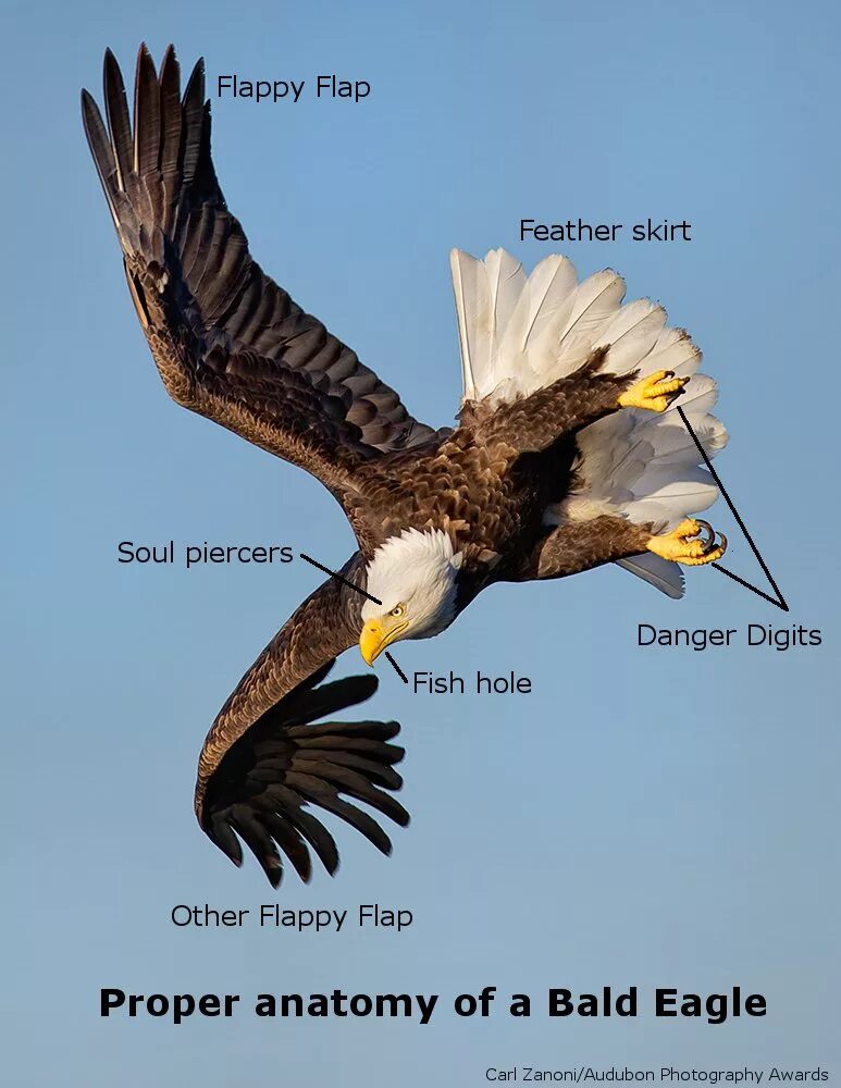 Анатомия орла. Анатомия белоголового орлана. Анатомия Беркута. Bald Eagle анатомия крыло.