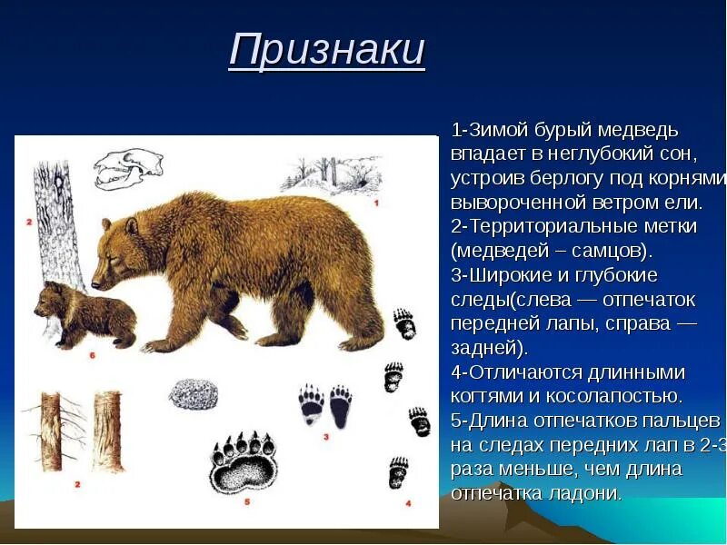 Бурый медвпрезентация. Бурый медведь описание. Презентация на тему бурый медведь. Бурый медведь доклад.